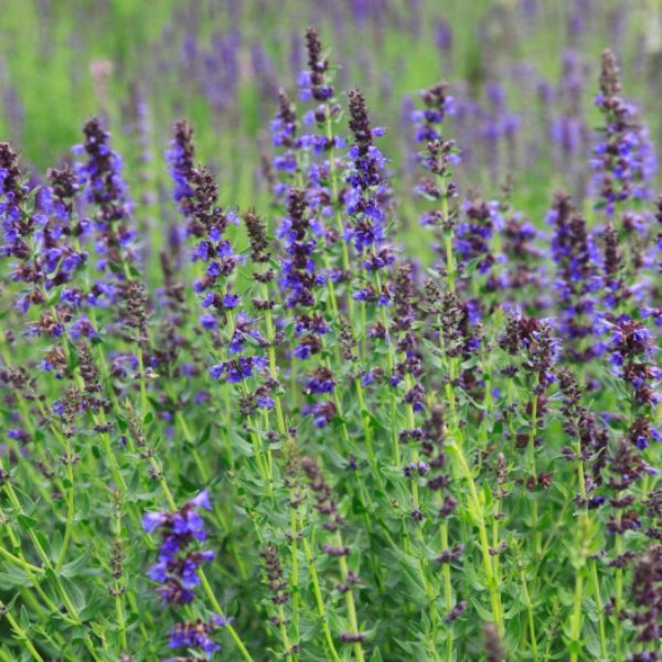 Hyssop - Hyssopus officinalis - blauw paars