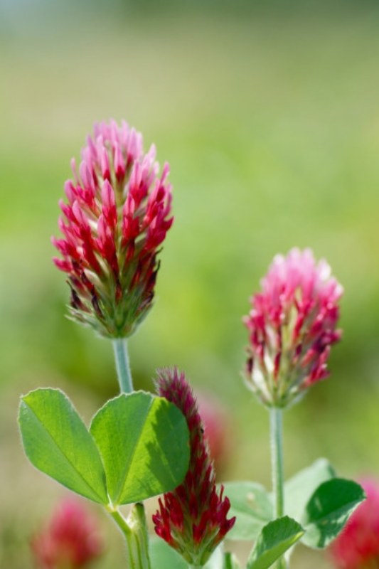 Incarnaatklaver - Trifolium incarnatum - closeup