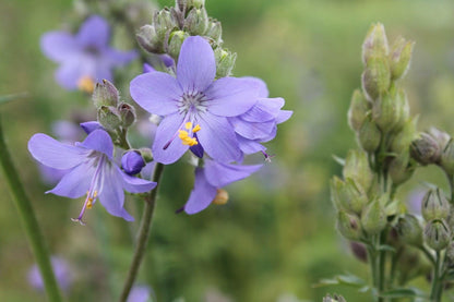 Blauwpaarse Jakobsladder in bloei