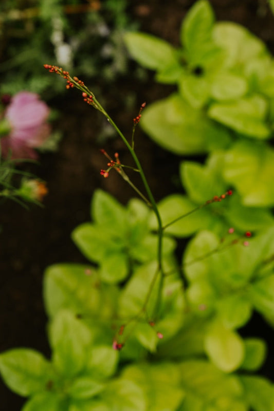 Erdginseng – Talinum paniculatum