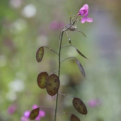Judaspenning (tweejarig) - Lunaria annua