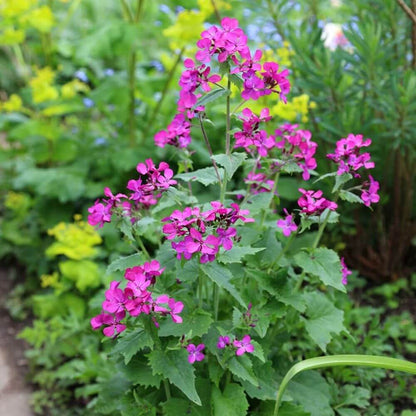 Judaspenning (tweejarig) - Lunaria annua