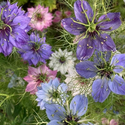 Juffertje in het groen - Juweeltjes mix - Nigella damascena