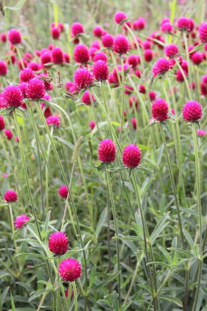 Kogelamarant 'karmijnroze' - Gomphrena haageana