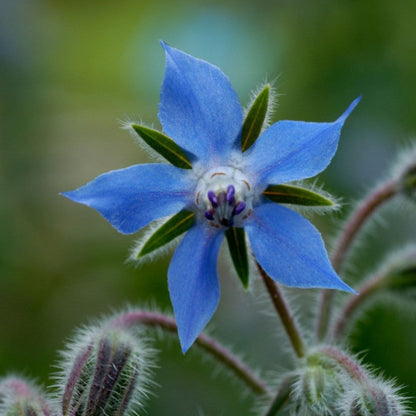 Komkommerkruid - Borago officinalis