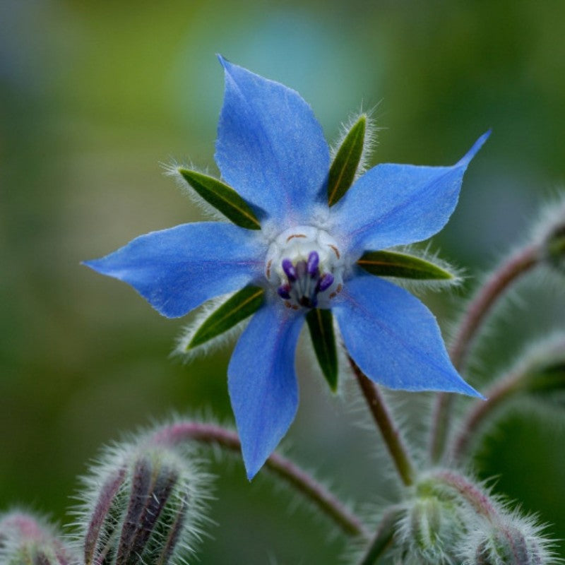 Komkommerkruid - Borago officinalis