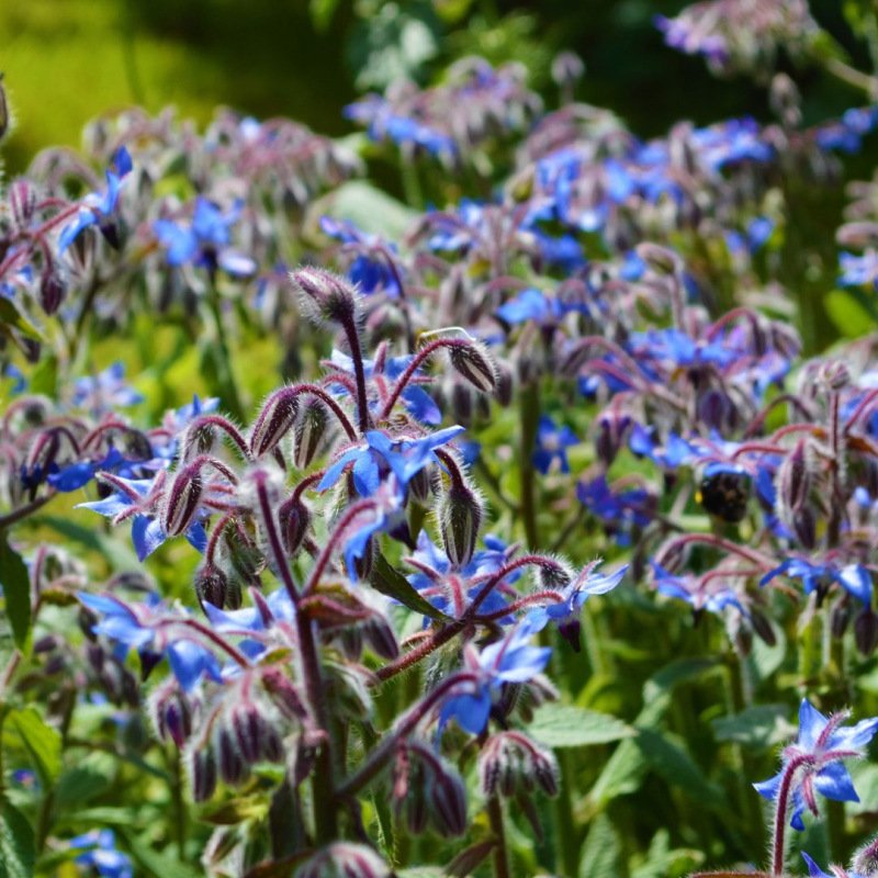 Komkommerkruid - Borago officinalis