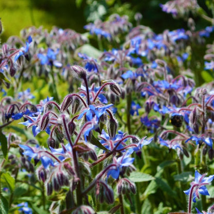 Komkommerkruid - Borago officinalis