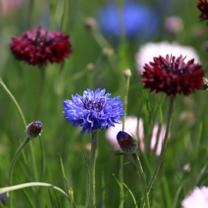 Korenbloem (mix) - Centaurea Cyanus