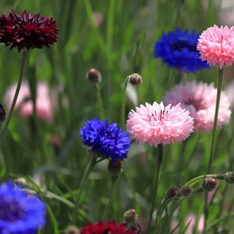 Korenbloem (mix) - Centaurea Cyanus
