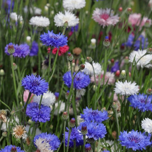 Korenbloem (mix) - Centaurea Cyanus
