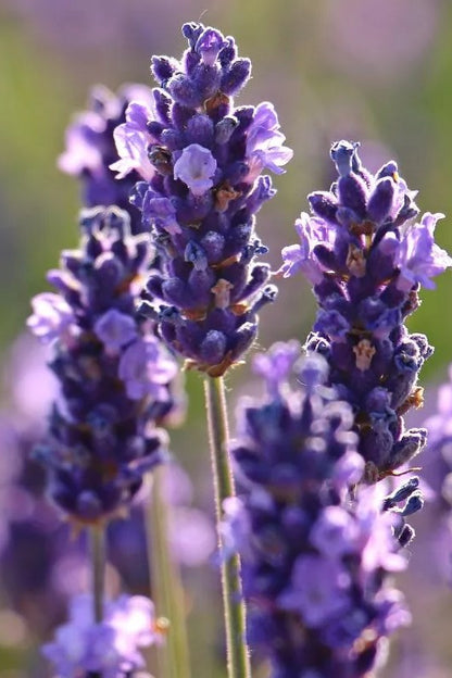 Lavendel - Lavendula angustifolia - closeup