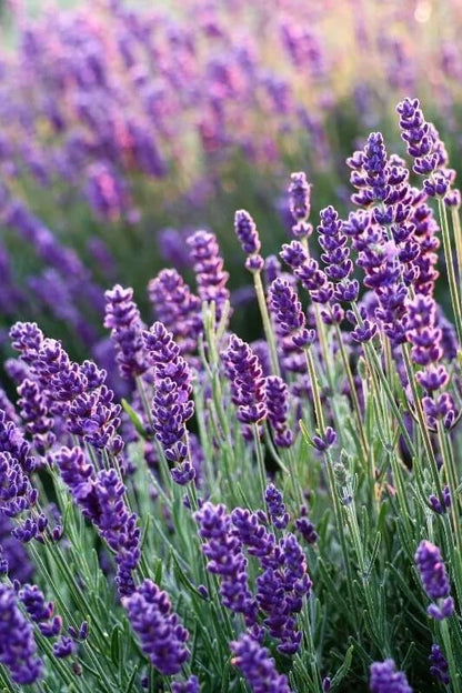 Lavendel - Lavendula angustifolia - in het veld