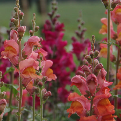 Leeuwenbek in verschillende kleuren