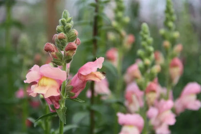 Bloei van zachtroze plukbloem Leeuwenbek 