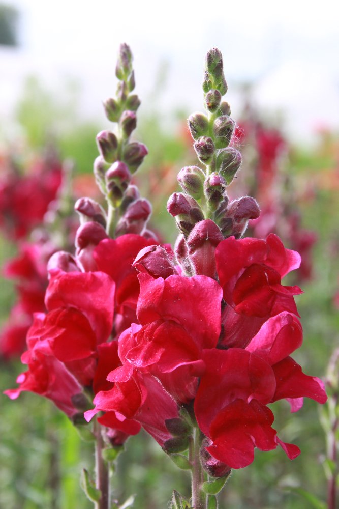 Leeuwenbek 'mix potomac' - Antirrhinum majus - rood