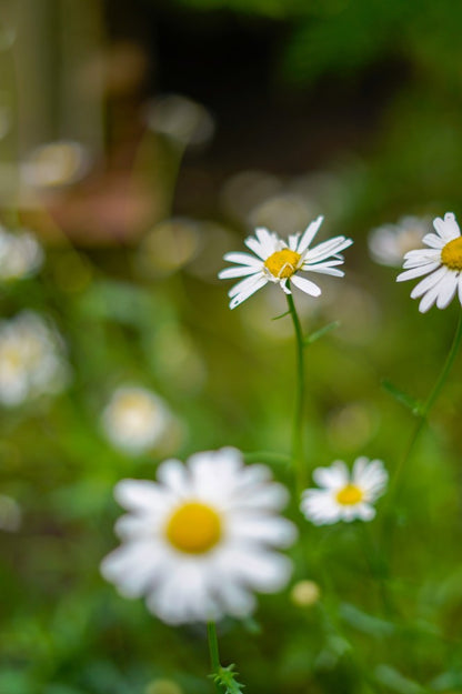 Drie kleine Margrietjes in bloei