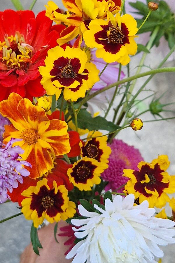 Meisjesogen - Coreopsis tinctoria - in een boeket