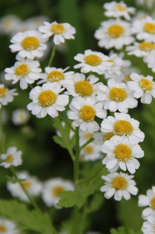 Moederkruid - Tanacetum parthenium