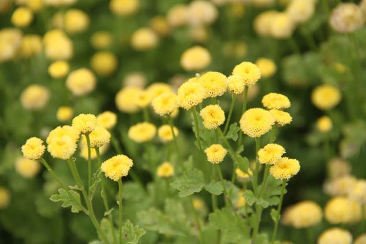 Moederkruid golden ball - Tanacetum parthenium - geel