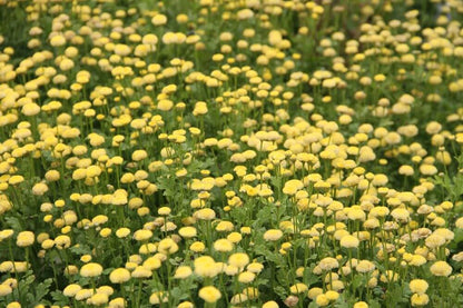 Moederkruid golden ball - Tanacetum parthenium - geel