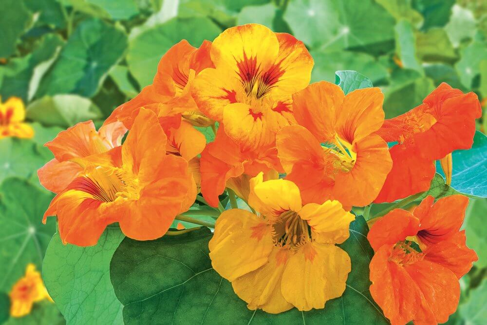 Oost-indische kers - Tropaeolum majus - rankend