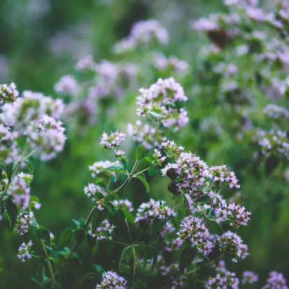 Oregano / Wilde Marjolein - Origanum vulgare - in bloei