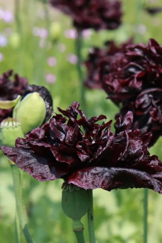 Papaver 'Black Paeony' - Papaver somniferum - closeup