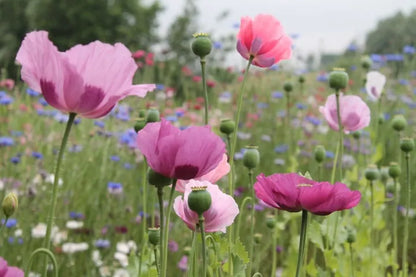 Roze en paarse Papavers met blauwe Korenbloem in het veld