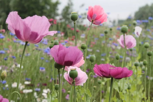 Roze en paarse Papavers met blauwe Korenbloem in het veld
