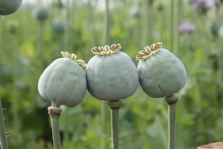 Drie verse lichtgroene zaaddozen van Papaver in het veld