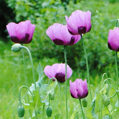 Papaver Planète rouge du Jura - Papaver somniferum
