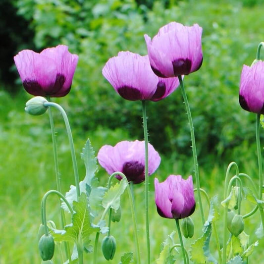 Papaver Planète rouge du Jura - Papaver somniferum