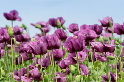 Papaver enkel paars - Papaver somniferum - veld