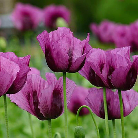 Papaver enkel paars - Papaver somniferum