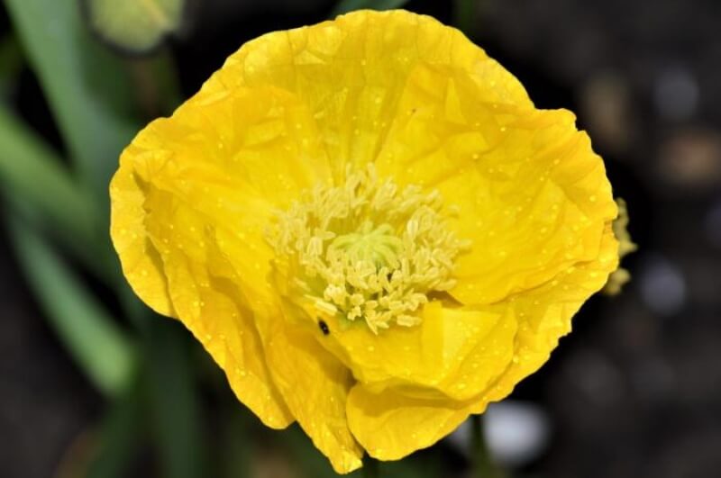 Papaver uit IJsland - Papaver nudicaule - geel