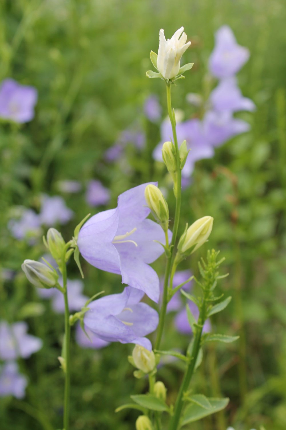 Prachtklokje - Campanula Persicifolia paars