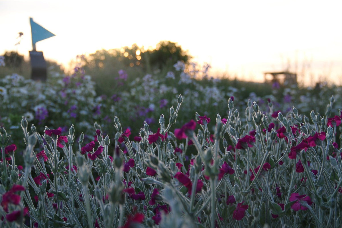 Donkerroze vaste plant Prikneus in de avondzon in het veld