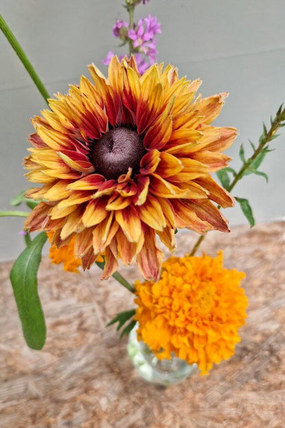 Ruige Zonnehoed 'Sahara' - Rudbeckia hirta - mix kleuren - in een vaasje