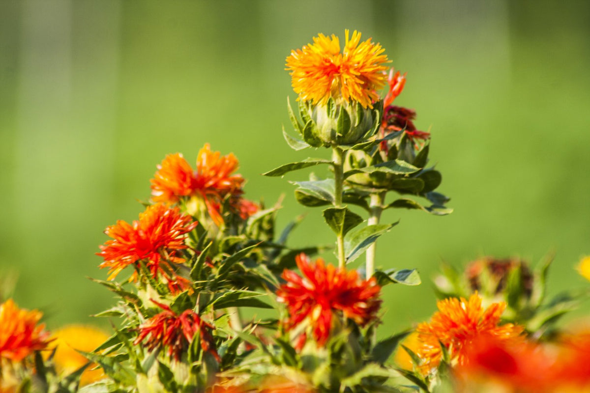 Oranje rode Saffloer bloemen in groene achtergrond 
