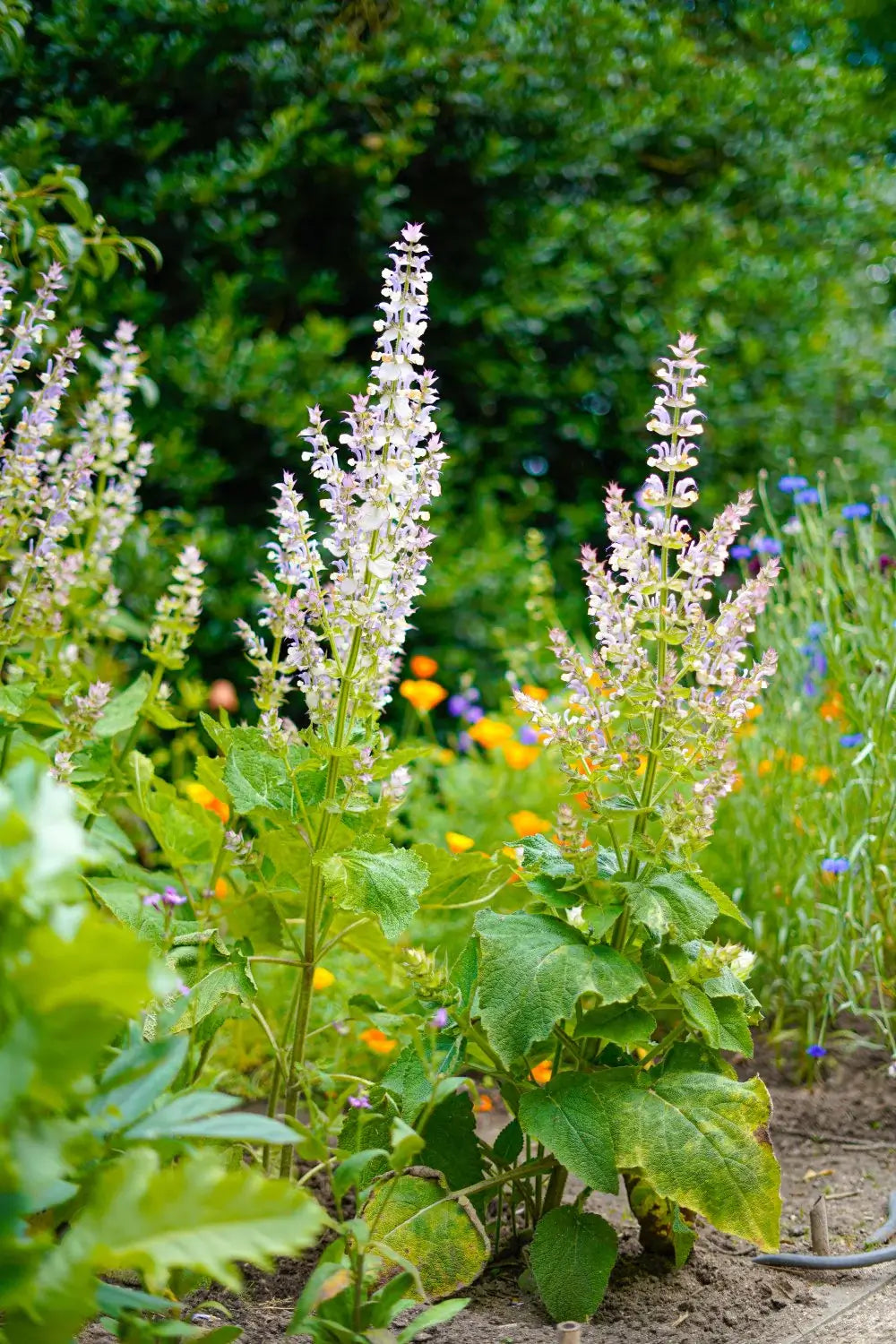 Scharlei - Salvia sclarea - staand