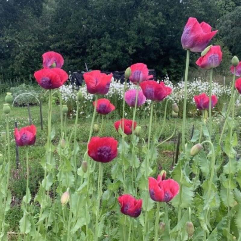 Slaapbol 'Bowling Ball' - Papaver somniferum