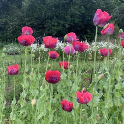 Slaapbol 'Bowling Ball' - Papaver somniferum