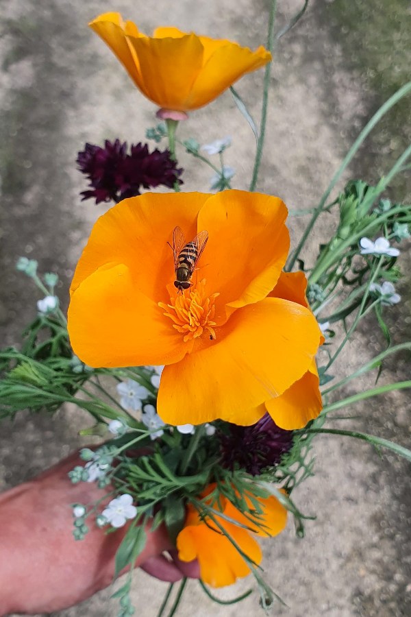 Slaapmutsje oranje - Eschscholzia Californica - in een boeket