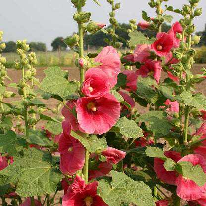 Roze stokroos in het veld 