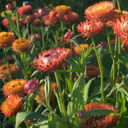 Strobloem ‘Fire mix’ - Helichrysum bracteatum