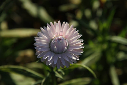Strobloem 'Silvery Rose' - Helichrysum bracteatum