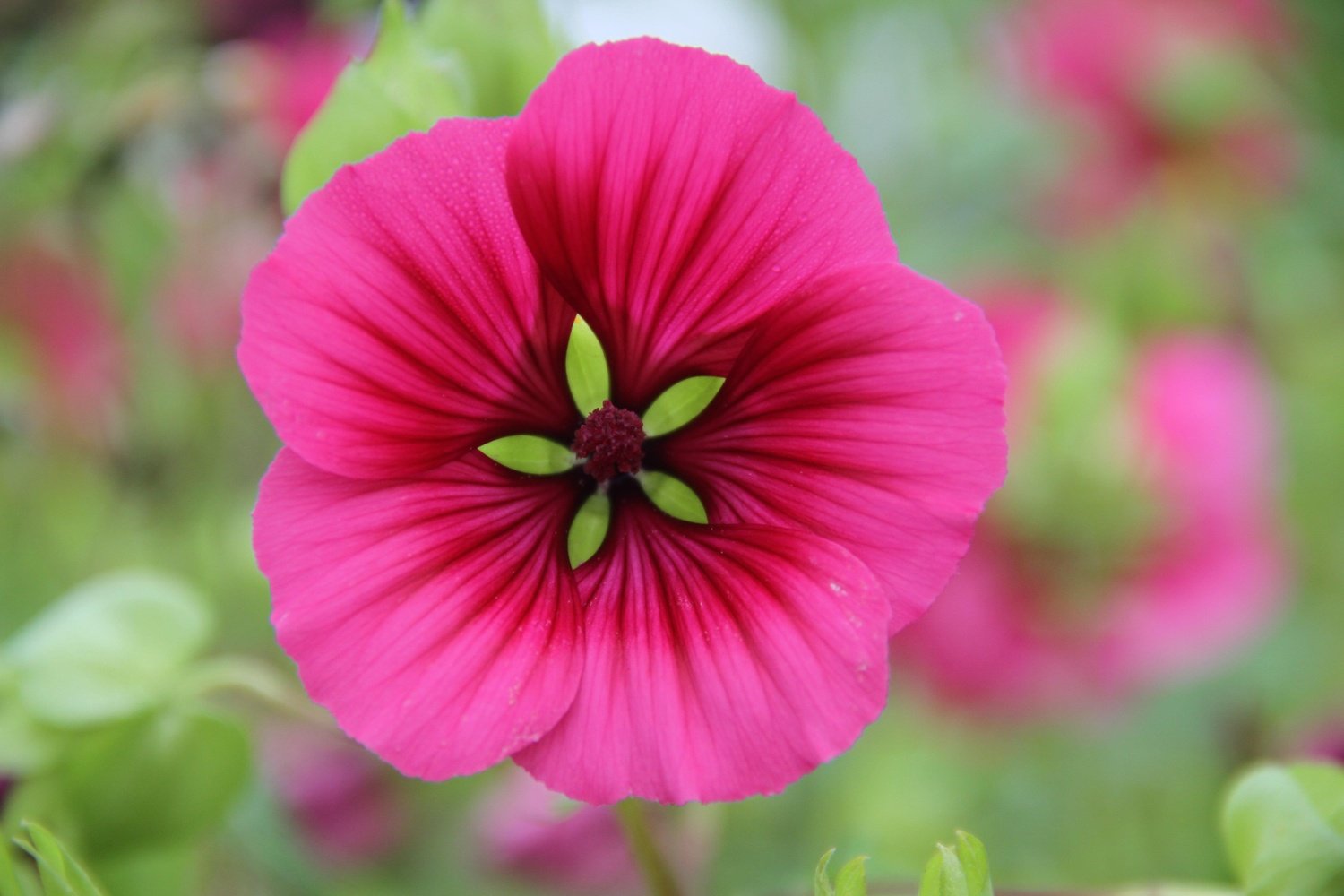 Trechtermalva - Malope trifida - roze