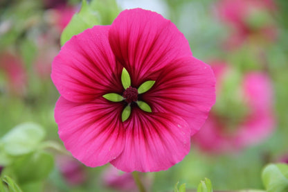 Trechtermalva - Malope trifida - roze