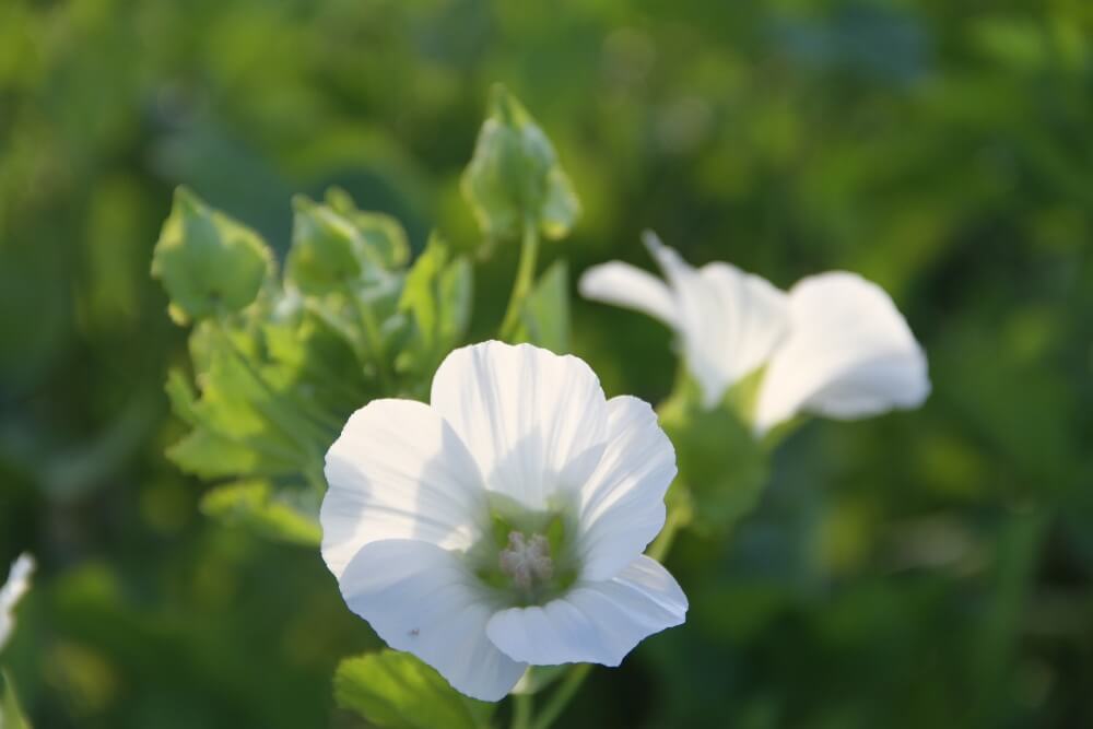 Trechtermalva - Malope trifida - wit - closeup